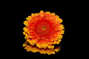 fabulous Orange Blossom
