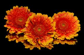 red and Orange Flowers Blossoms