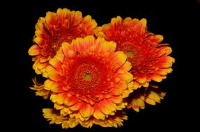 absolutely beautiful Orange Flower