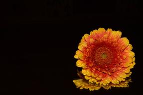 unusually beautiful Orange Flower