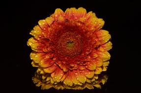 Orange Flower with water drop