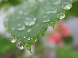 raindrops on green plant close-up with blurred background