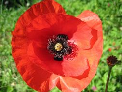 perfect Poppy Flower
