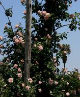 Small Rose Pale Pink