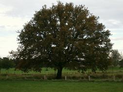 Large Massive Tree