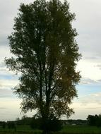 big tree with lush foliage at cloudy sky