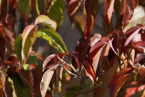 Autumn Ornamental Shrub