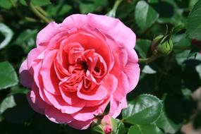 Pink Deep Rose at garden