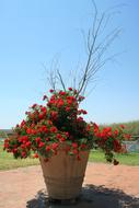 Small Rose Bush Flowers