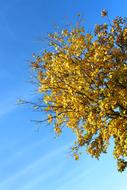 Beautiful tree with yellow leaves in the autumn, under the blue sky with white clouds