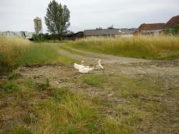 Geese In Meadow