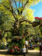 Park Blumenlanschaft Flowers Old