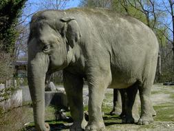 big elephant in savannah in africa