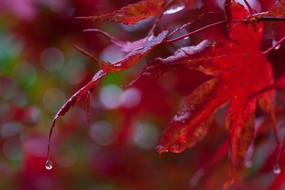 Rain Leaves Colorful