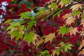 Colorful tree Leaves at Rain