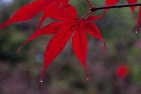 Rain red Leaves