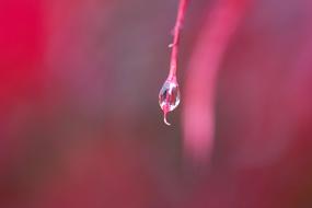 Rain Leaves Colorful