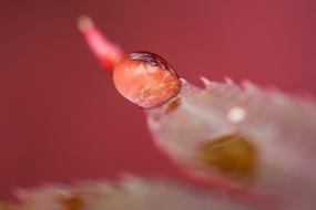 macro picture of Rain drop on Leaves