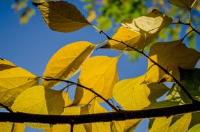 Yellow Autumn Foliage tree