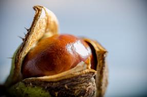 Autumn harvest of Horse chestnut