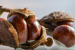Horse Chestnut Autumn Crop
