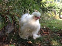 Seidenhuhn Hen Bantam bird