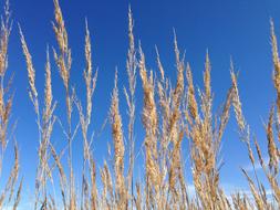 Sky Blue and Grasses field