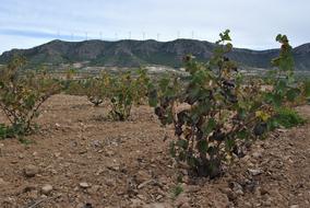 Beautiful landscape of the vineyard in Jumilla, Spain, near the mountains