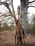 wild Giraffe animal in Africa