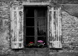Window Flower grey wall