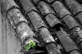 Close-up of the roof with grey tiles, with the beautiful ivy with green leaves