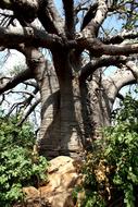 Beautiful baobab tree, among the other plants in sunlight, in Africa