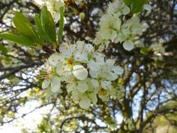 white Cherry tree Blossom