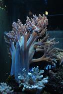 Coral Aquarium Marine life