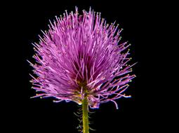 impressively beautiful Small Flower