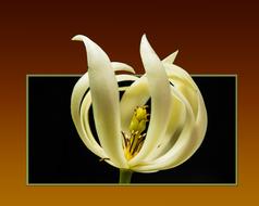 exotic white flower in dark frame, digital art
