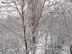 trees in the snow in the forest in winter