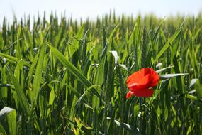 red poppy flower in green grass close up