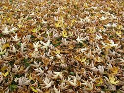 golden autumn maple leaves on the ground