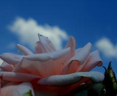 Rose Flower blue sky