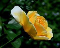 perfect Rose Bloom