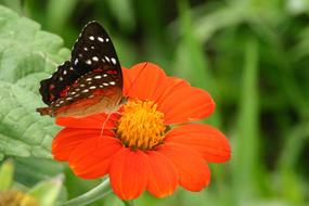 Butterfly And Fror butterfly