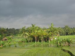 Rice Field Paddy