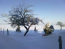 Winter Cold snowy park