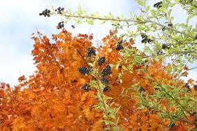 Rowanberries as a Autumn Berries