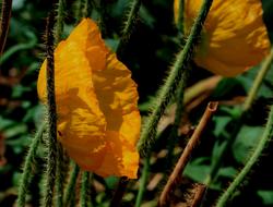 extraordinarily beautiful Poppy Bloom