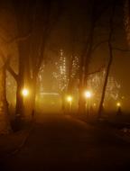 fog in winter night park