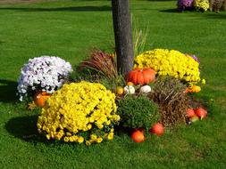 Beautiful and colorful plants with flowers, pumpkins and trees, among the green grass