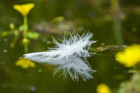 Close-up of the beautiful, white feather, among the yellow flowers, with reflections