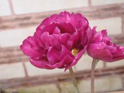 incredibly beautiful Flower pion